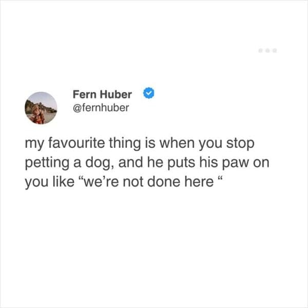 wholesome relatable meme featuring a tweet that points out the absolute joy of a dog putting its paw on you to demand more pets, a classic addition to funny relatable tweets about animals.