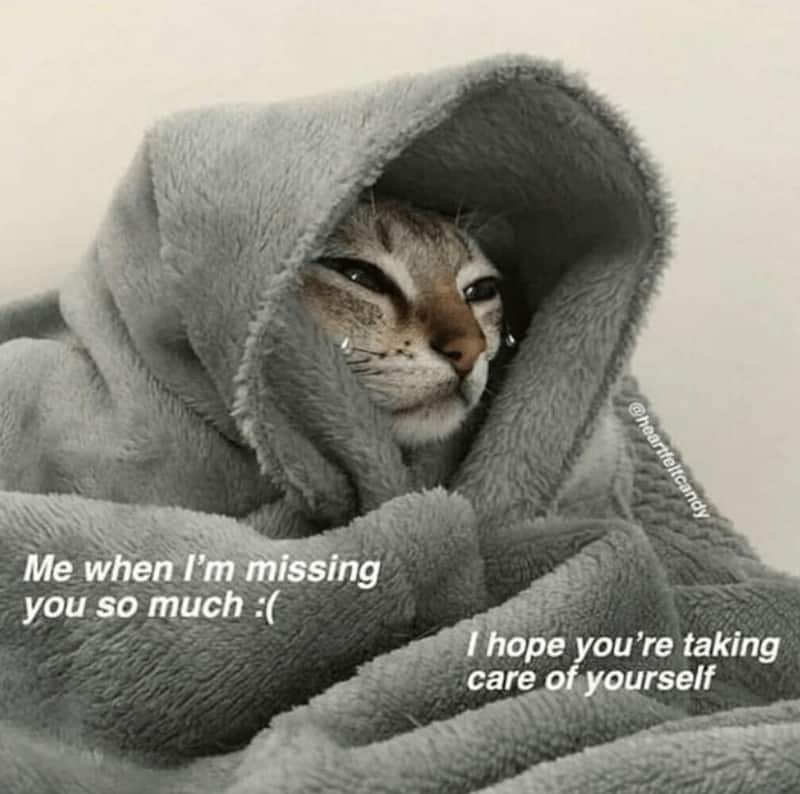 relationship meme showing a cat bundled up like a burrito in a thick grey fuzzy blanket. The text expresses the "missing you" blues: "Me when I'm missing you so much :(" and "I hope you're taking care of yourself."