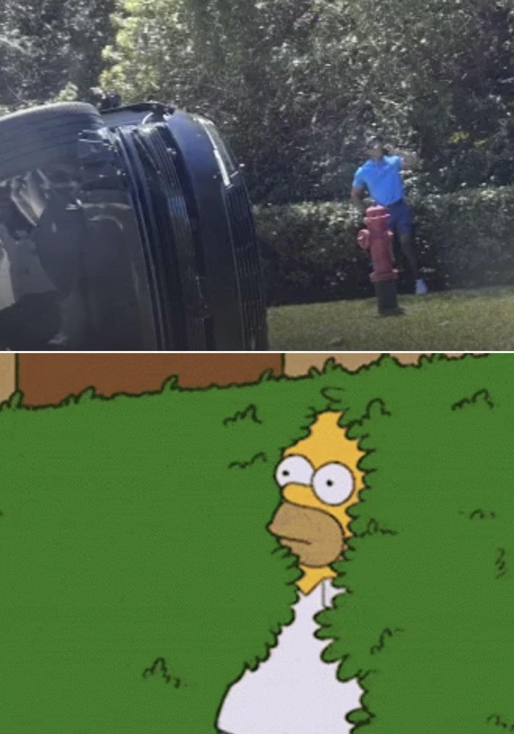 A reaction-style Tiger Woods crash meme merging a real photo of Tiger standing near his flipped car behind a hedge with the iconic GIF of Homer Simpson slowly receding into a green bush.