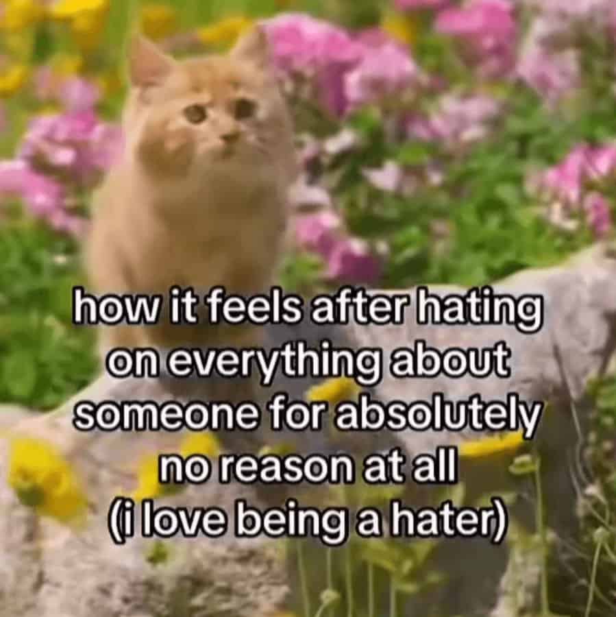A low-resolution but high-energy unhinged screenshot of an orange cat sitting in a field of flowers. The text proudly declares a toxic mindset: "how it feels after hating on everything about someone for absolutely no reason at all (i love being a hater)."