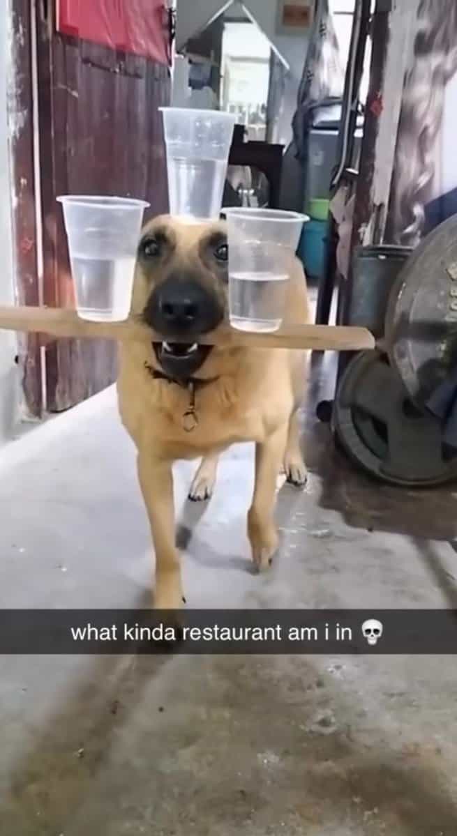 unhinged screenshot of a dog skillfully balancing several clear plastic cups of water on a wooden plank in its mouth and on its head. The Snapchat caption asks, "what kinda restaurant am i in," highlighting the surreal nature of the service.