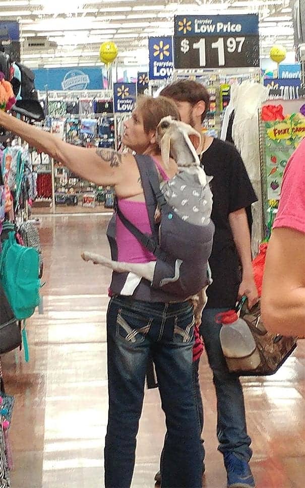 Woman at a store carrying a small goat in a grey baby carrier on her back.