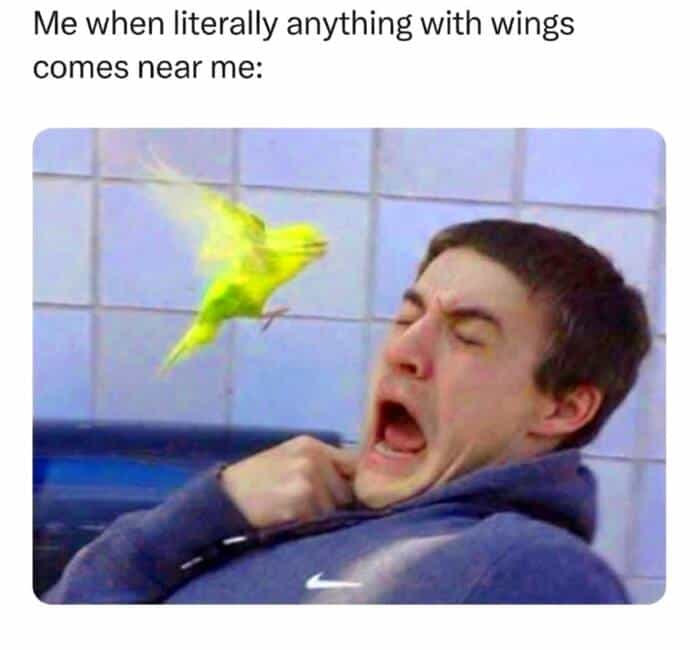 A wholesome animal meme showing a man in a blue hoodie grimacing and recoiling in comedic terror as a small, blurry yellow bird flies directly toward his face. The caption reads: "Me when literally anything with wings comes near me:".