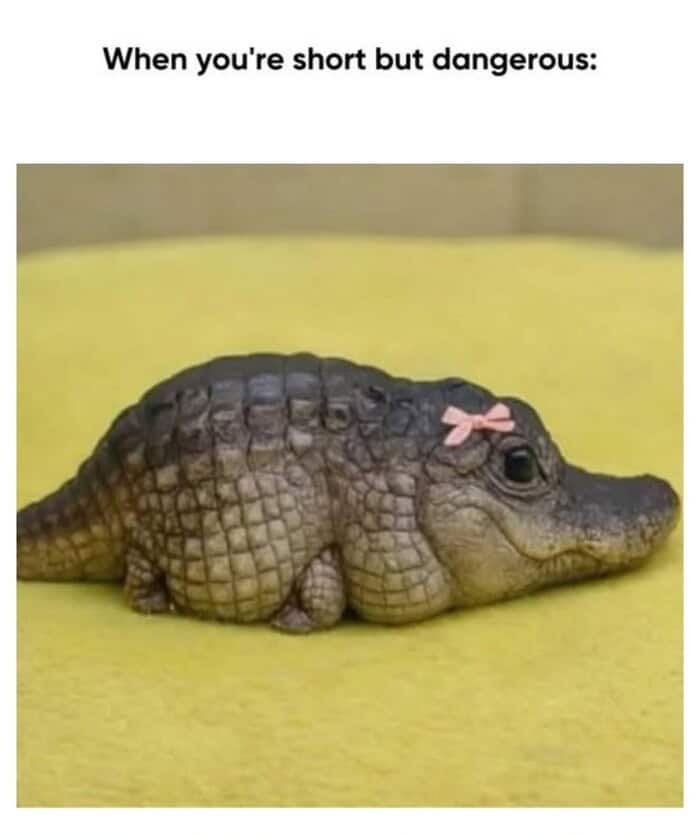 An adorable wholesome animal meme featuring a very short, round, and stout baby alligator with a tiny pink bow on its head. The header defines the vibe: "When you're short but dangerous:".