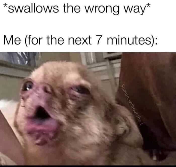 A wholesome animal meme featuring a tiny chihuahua with its face comically distorted and mouth open. The caption relates the expression to the seven minutes of panic that follow when a person "swallows the wrong way."