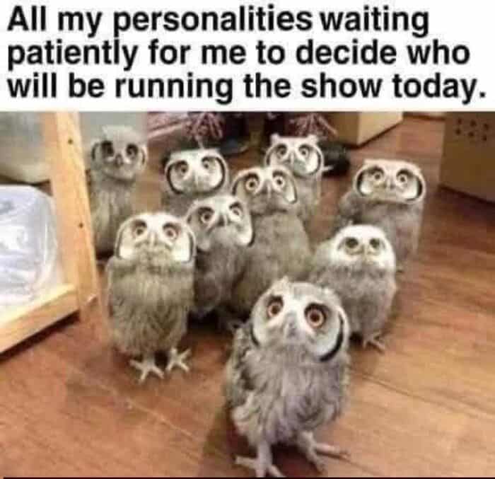 wholesome animal meme of a capybara mid-air as it leaps into a body of water. The text humorously describes "diving into the pool ASAP" so no one can see your "fat and hairy" body.