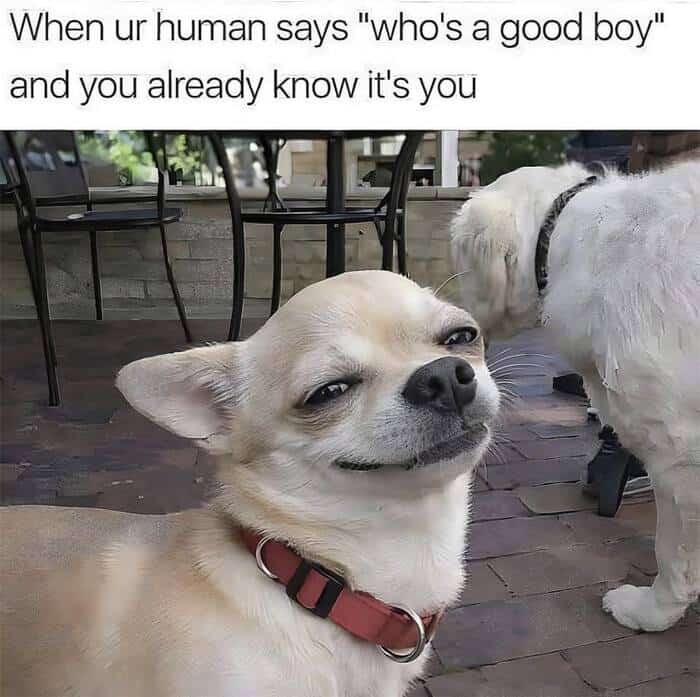 A wholesome animal meme featuring an orange cat peering through a clear glass with a skeptical, judging squint. The text describes the realization that the person venting to you is actually "the problem."