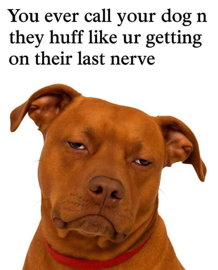 wholesome animal meme showing an orange cat completely sprawled out and asleep on a sofa tucked under a blue blanket. The text mocks the failed promise of being "productive" after getting home from work.