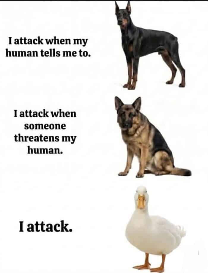 A comparison-style wholesome animal meme showing three animals: a Doberman ("I attack when my human tells me to"), a German Shepherd ("I attack when someone threatens my human"), and a white duck labeled simply: "I attack."
