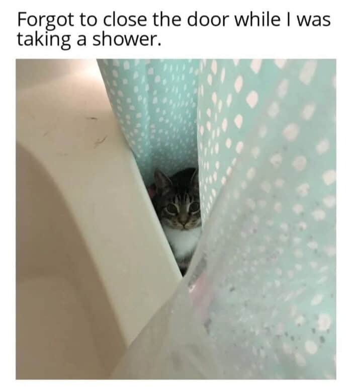 candid wholesome animal meme where a curious tabby-and-white cat peeks through the slit of a white-and-teal polka-dot shower curtain. The text explains: "Forgot to close the door while I was taking a shower."