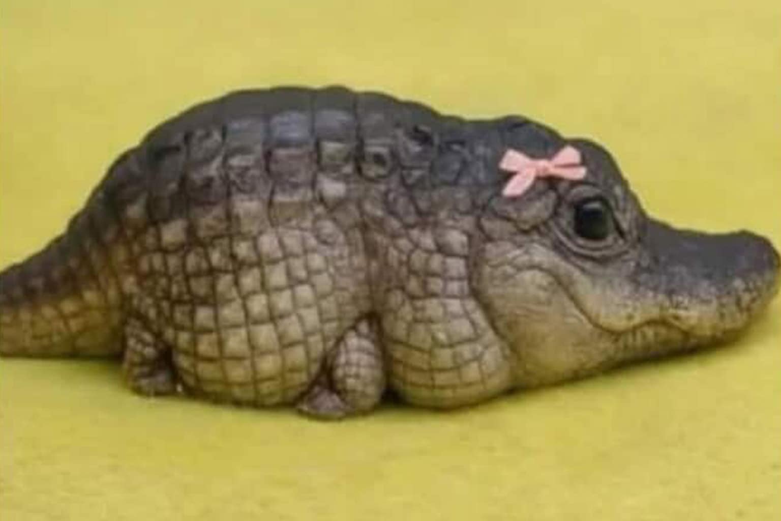 A gallery of wholesome animal memes featuring a smugly smiling chihuahua who knows he is the "good boy", a group of wide-eyed owls representing different personalities, and an adorable baby alligator wearing a tiny pink bow.