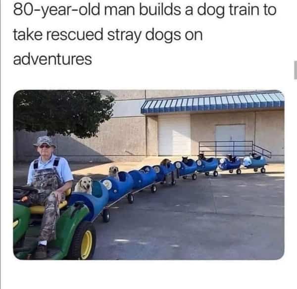 Senior man driving a lawn tractor pulling a long train of blue barrels holding dogs.
