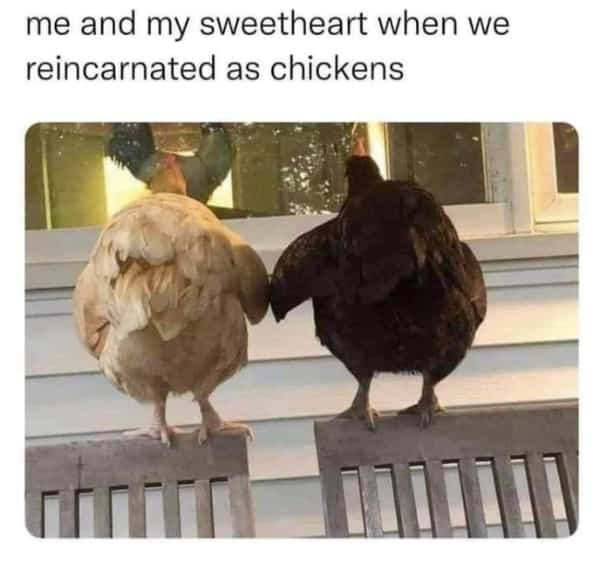 A brown chicken and a black chicken standing on wooden chairs touching heads together.