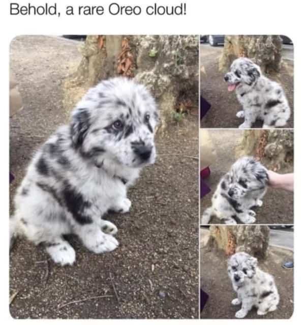 Fluffy white puppy with black spotted fur sitting on dirt looks like an Oreo cloud.