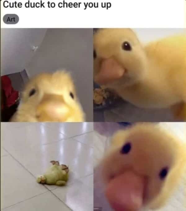 Four separate close-up photos of a tiny yellow duckling looking directly into the camera lens.