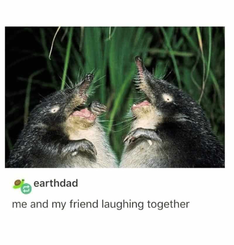 Two little shrews with their mouths wide open looking exactly like two besties laughing hysterically in this cute women meme, a top-tier addition to wholesome memes for women.