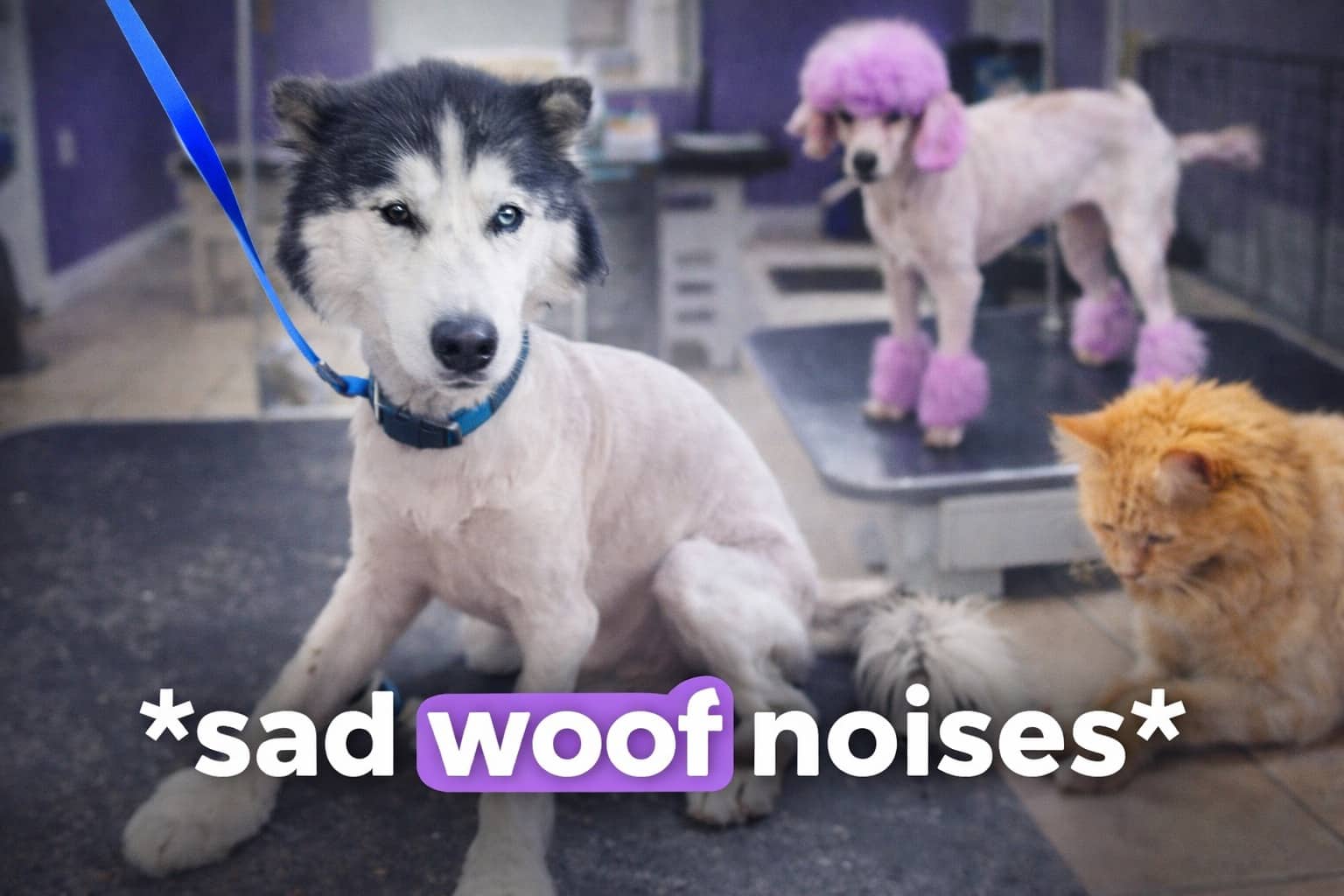 Shaved husky with a funny animal haircut sitting next to a poodle with purple fur.
