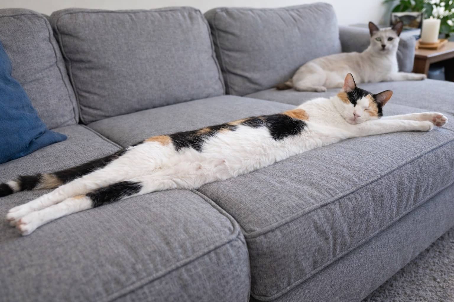 Extremely long calico cat stretching out across a grey sofa next to another sitting cat.