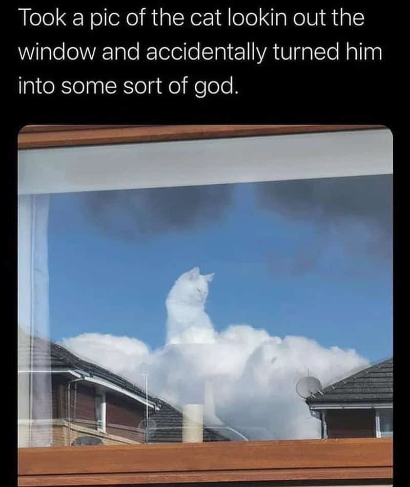 An ethereal instance of accidental camouflage where a white cat sitting in a window is perfectly overlaid by the reflection of white, fluffy clouds in the glass. The caption notes that the perspective accidentally turned the pet "into some sort of god" sitting atop a celestial throne.
