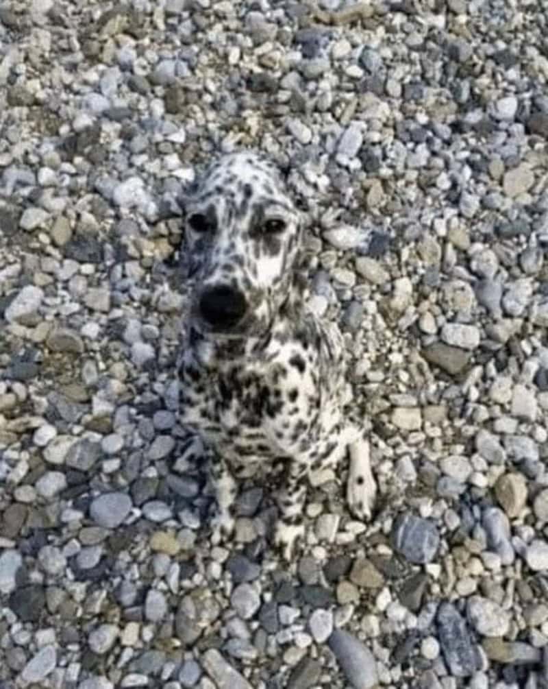 difficult-to-spot accidental camouflage photo of a heavily spotted Dalmatian sitting on a beach composed of grey, black, and white pebbles. The high-frequency pattern of the dog's coat breaks up its outline so effectively against the stones that it is a challenge to find at first glance.