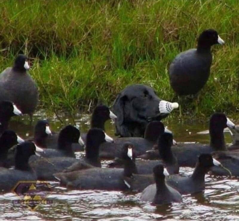 A hilarious example of accidental camouflage featuring a black dog swimming among a flock of black American Coots. The dog has a white badminton shuttlecock balanced on its nose, perfectly mimicking the white frontal shields and beaks of the surrounding birds.