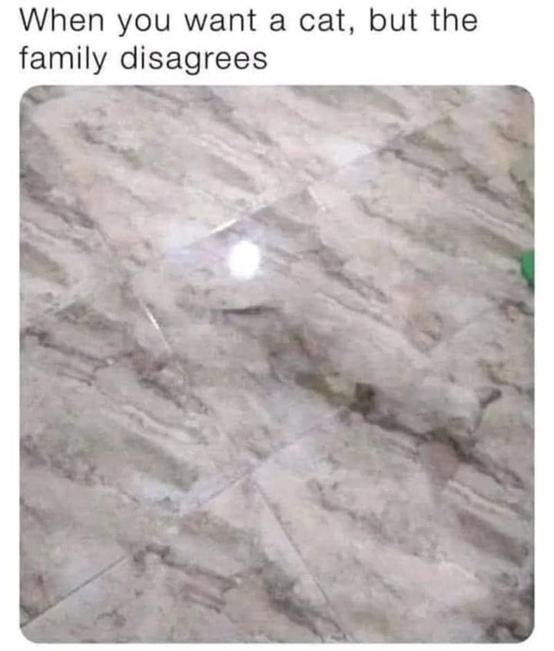 mind-bending accidental camouflage photo of a white cat lying on a marbled floor. the cat's fur and the grey-and-tan veins of the polished tiles are so perfectly matched that the pet's body is nearly indistinguishable from the flooring.