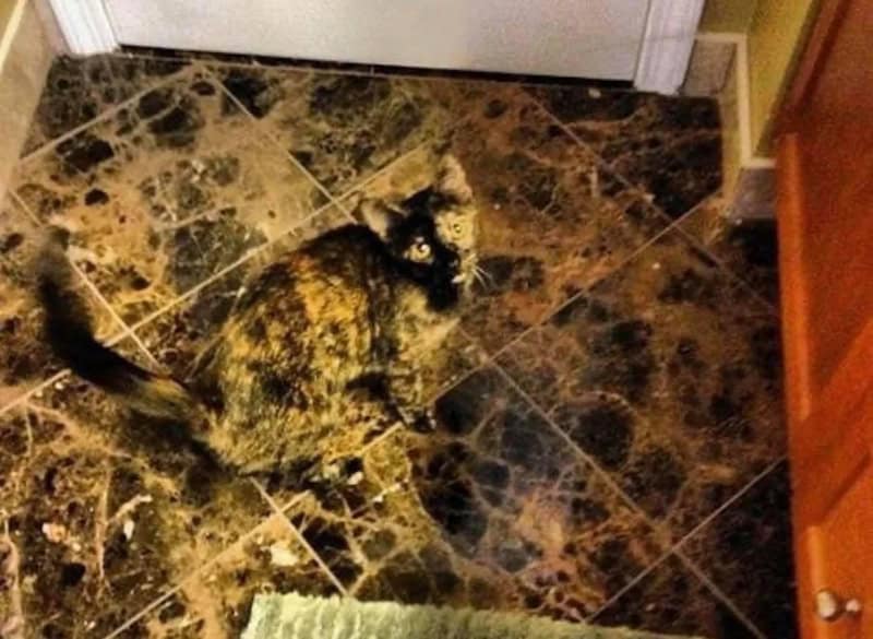 striking instance of accidental camouflage where a tortoiseshell cat sits on dark, mottled marble tiles. The chaotic blend of ginger, black, and brown in the cat's coat aligns seamlessly with the natural patterns of the stone floor.