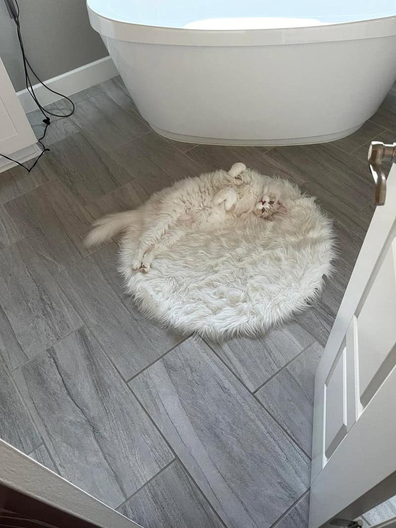 accidental camouflage moment showing a long-haired white cat sprawled out on a circular, shaggy white rug. The texture of the cat's fluffy tail and belly blends entirely into the high-pile fabric of the rug.