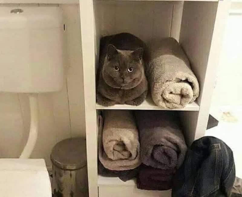 clever accidental camouflage visual of a round, grey British Shorthair cat sitting in a white shelving unit. The cat is tucked next to several rolled-up grey towels, perfectly mimicking their shape, color, and texture.