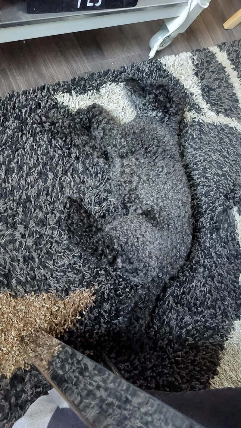 A texture-based accidental camouflage image of a curly-haired grey dog lying on a grey-and-white shaggy rug. The tight curls of the dog's fur are a perfect match for the looped fibers of the carpet, hiding the dog's outline.