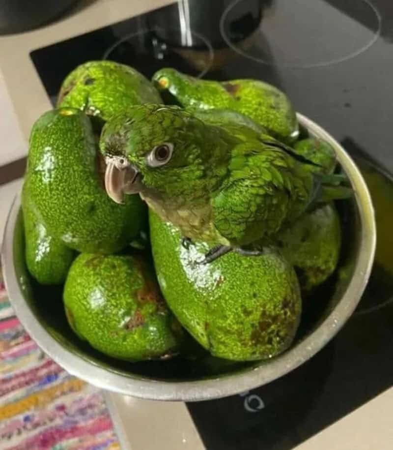 vibrant accidental camouflage photo of a bright green parrot perched on top of a pile of avocados in a silver bowl. The parrot's feathers are the exact shade of green as the fruit, making it blend in with the "produce."