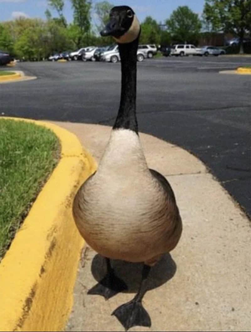 A deceptive accidental camouflage shot of a Canada Goose standing on a sidewalk. The bright white curve of the goose's lower chest perfectly aligns with the bright concrete of the path, causing its body to seemingly disappear against the ground.