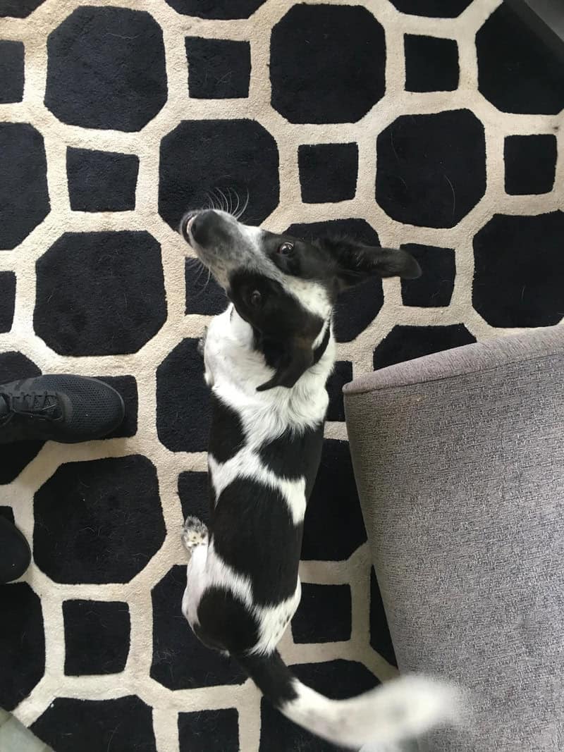 A striking example of accidental camouflage featuring a black and white spotted dog standing on a geometric rug. The large, irregular black patches on the dog’s fur perfectly mimic the dark octagonal shapes of the rug's pattern, making the pet nearly invisible from a bird's-eye view.