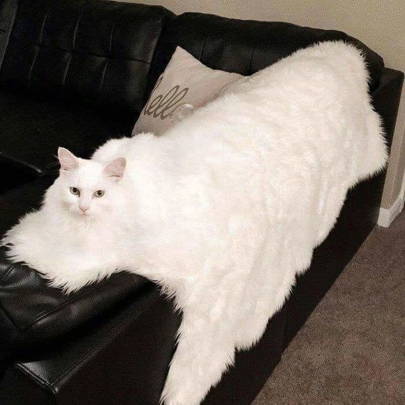 extreme accidental camouflage photo where a white cat is sitting at the edge of an enormous, long-haired white faux fur blanket. The blanket stretches several feet across a black couch, making it look like the cat has a ten-foot-long, fluffy body.