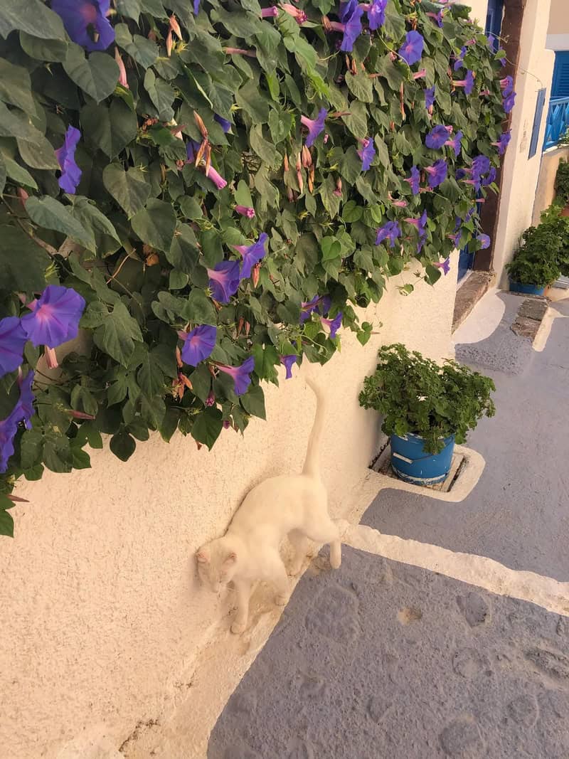 serene accidental camouflage moment where a pure white cat stands against a sunlit, textured white wall. The cat's fur matches the wall so perfectly that only its tail and the slight shadow beneath it give away its position next to a lush vine of purple morning glories.