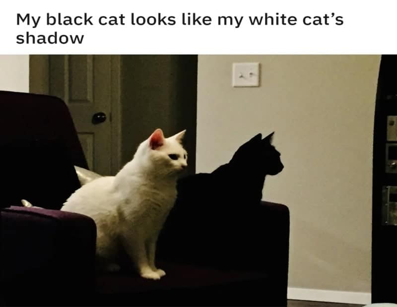 accidental camouflage visual titled "My black cat looks like my white cat’s shadow." A white cat sits on a dark chair while a black cat sits perfectly aligned directly behind it, creating a perfect, living silhouette that looks like a high-contrast shadow cast against the wall.
