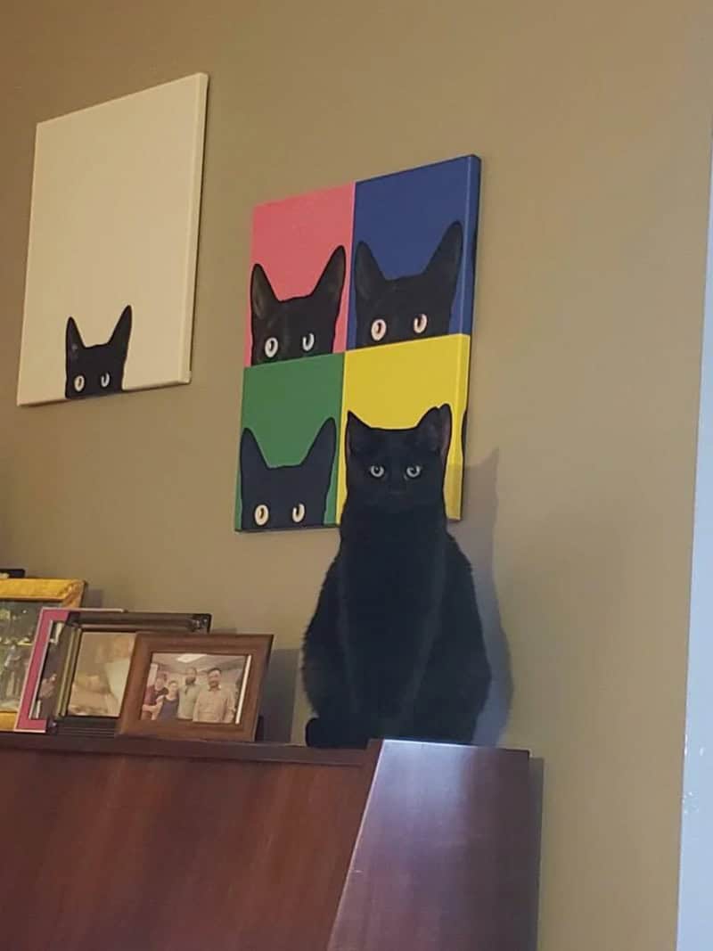 meta-example of accidental camouflage where a solid black cat sits on a piano or shelf. Behind it are several pop-art canvases of black cat faces; the real cat’s yellow eyes and silhouette line up so precisely with the artwork that it becomes part of the gallery.