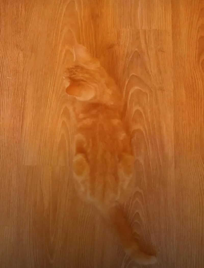 A top-down photo showing high-tier accidental camouflage. A ginger tabby cat is lying flat on a light-colored hardwood floor, and the swirling patterns of its orange and cream fur align perfectly with the grain and knots of the wood.