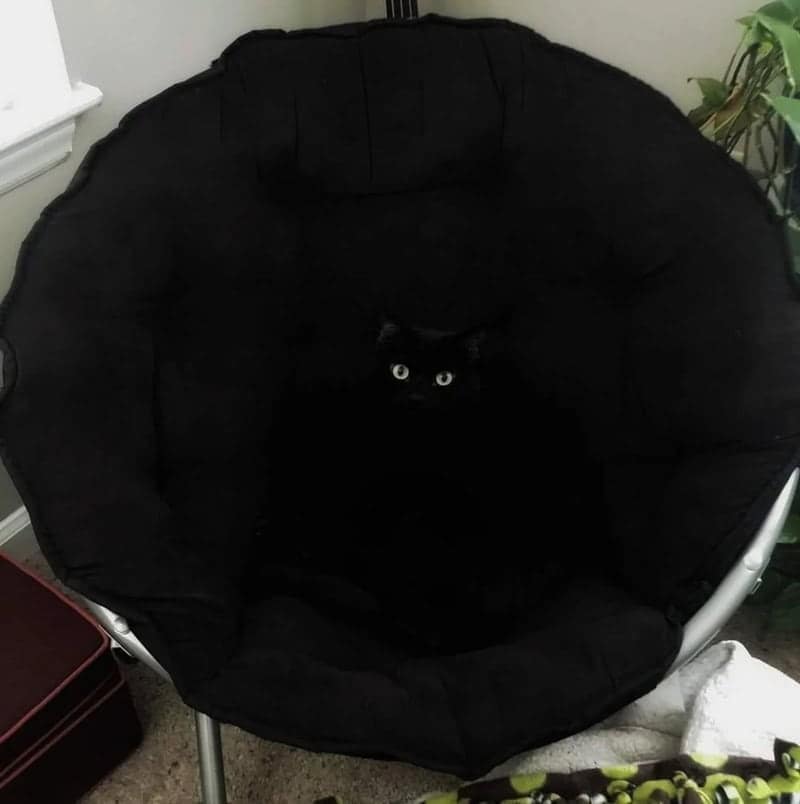 spooky instance of accidental camouflage where a black "void" cat is sitting in a large, plush black papasan chair. The cat is completely invisible except for two glowing, wide-set yellow eyes staring out from the center of the dark fabric.