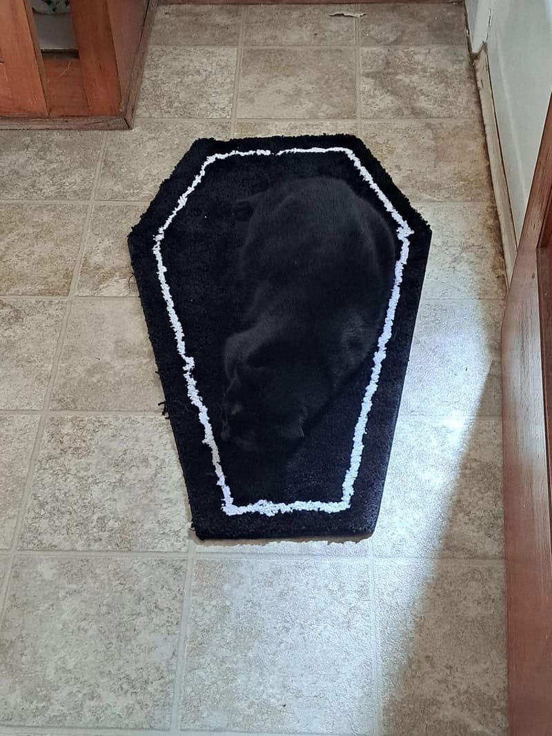 gothic accidental camouflage moment featuring a black cat curled up on a small, coffin-shaped black rug with a white border. The cat’s fur is an identical shade to the rug, making it look like the rug itself has a three-dimensional, furry center.
