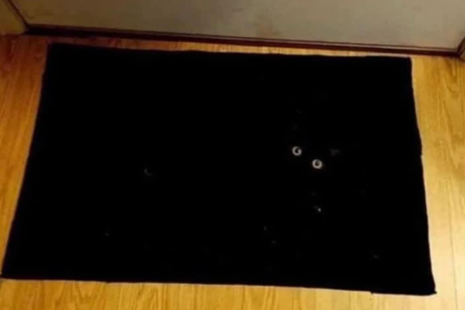 A roundup of accidental camouflage pics featuring a white cat in a window appearing to sit on reflected clouds, a Dalmatian dog nearly invisible against a pebble beach, and a black dog blending into a flock of ducks using a badminton shuttlecock.