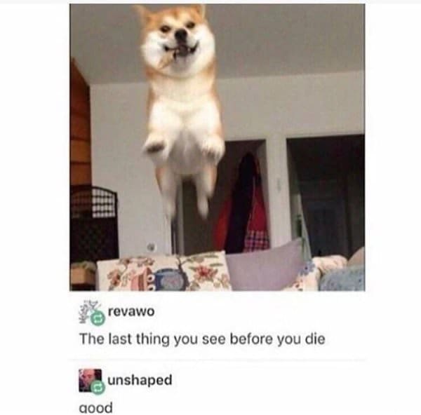 A high-energy classic meme from Tumblr showing a Shiba Inu (Doge) mid-pounce, appearing to fly directly at the camera. The post is captioned "The last thing you see before you die," with a user replying, "good."