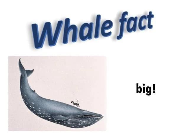 A minimalist classic meme titled "Whale fact" showing a diagram of a blue whale next to a tiny human diver for scale, with the simple, bolded conclusion: "big!".