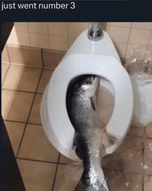 A surreal funny picture from a meme dump showing a full-sized raw salmon lying inside a public toilet bowl. The deadpan caption above the fish simply reads, "just went number 3."