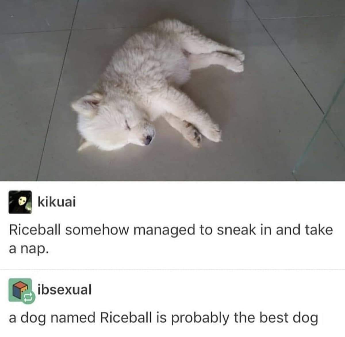 wholesome classic meme from Tumblr showing a very fluffy, round white puppy sleeping on a tile floor. The caption names him "Riceball," prompting a heartfelt reply that "a dog named Riceball is probably the best dog."