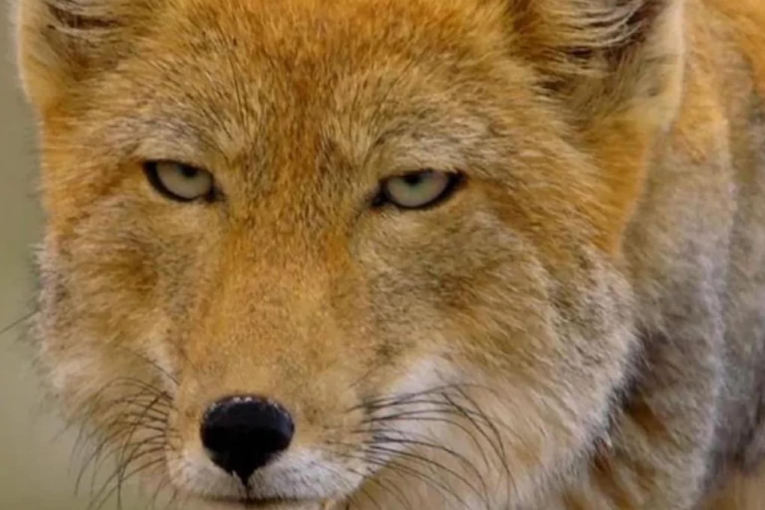 The April 05 d&d memes collection is a high-octane exploration of the "Chaotic Stupid" energy that defines modern TTRPG sessions.