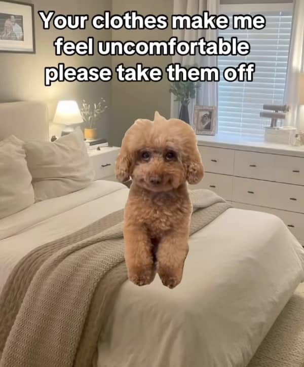 Fluffy golden poodle on bed captioned "Your clothes make me feel uncomfortable please take them off"