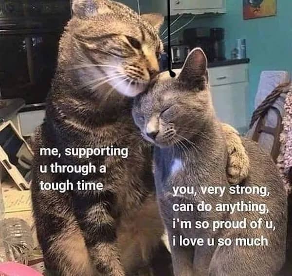 Two cats cuddling with captions about supporting someone through a tough time with loving words