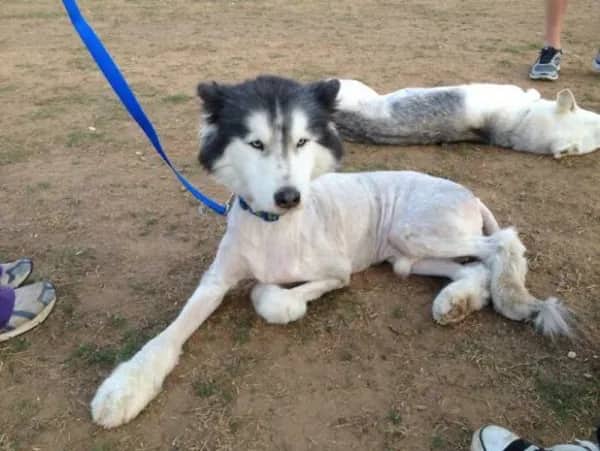 Husky with shaved body and fully fluffy head and paws lying outdoors on leash