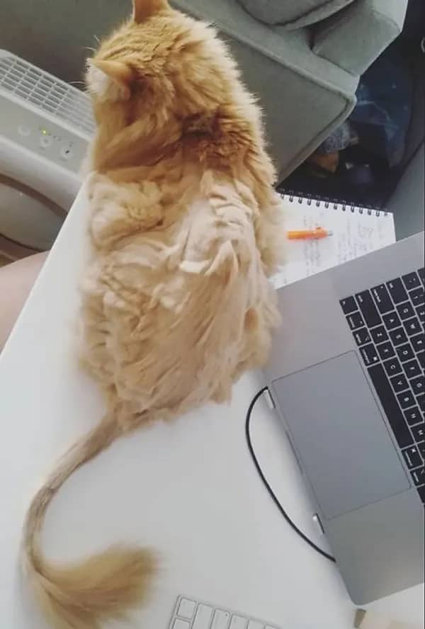 Orange ginger cat with lion cut shaved body and fluffy head sitting on laptop